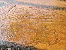 Plain Jaggery